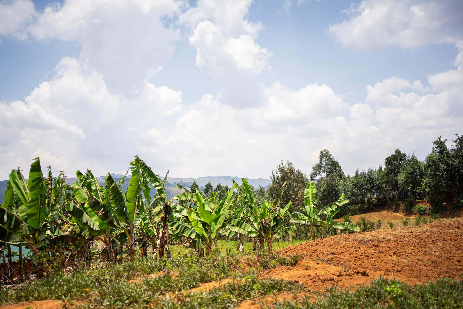 Fields and banana trees in the Ugandan countryside