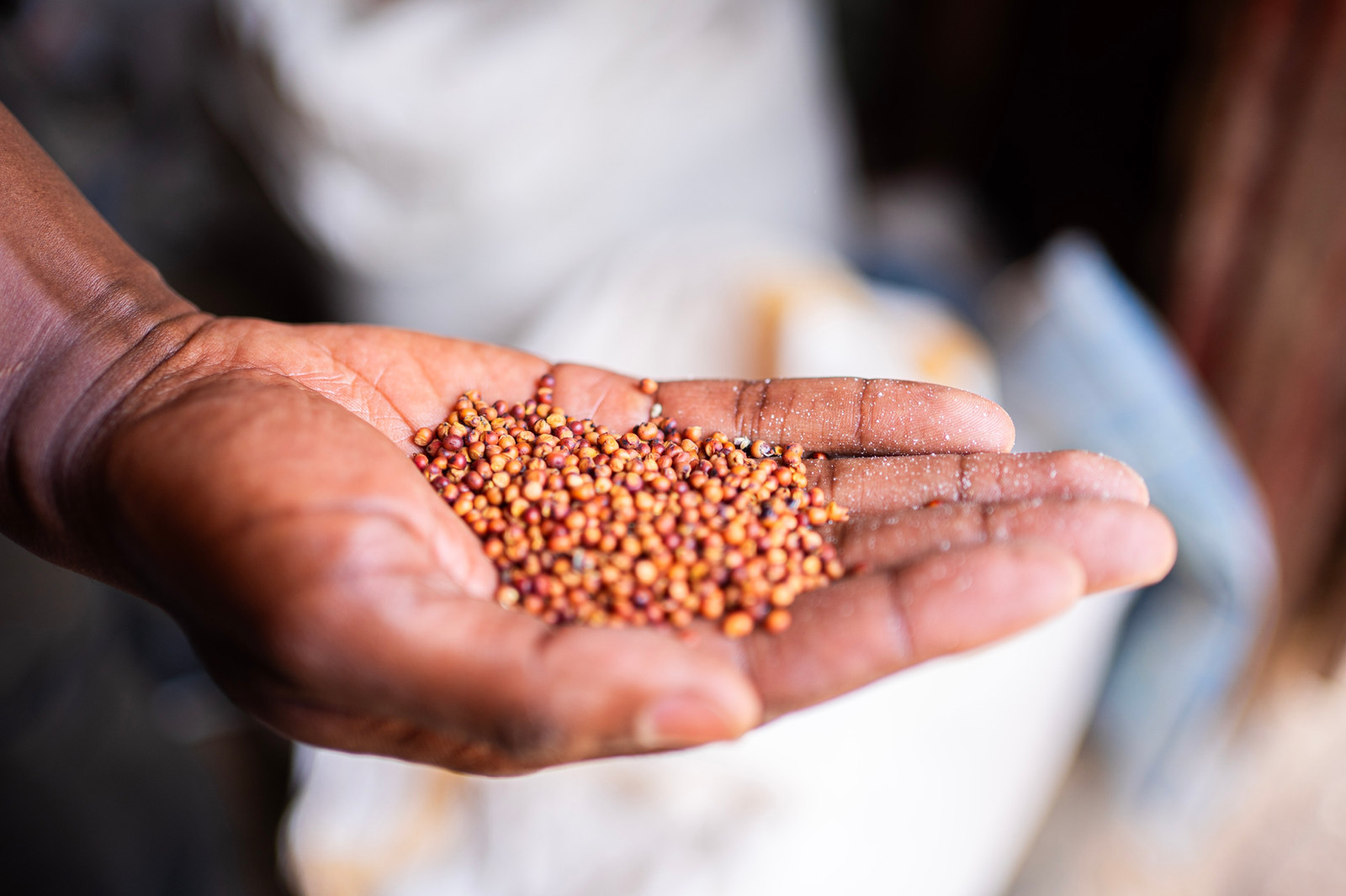A hand holding a handful of seeds